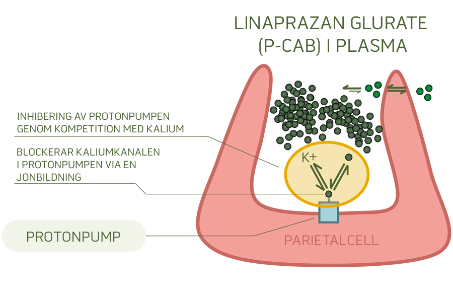 Cinclus P CAB In Plasma Sv