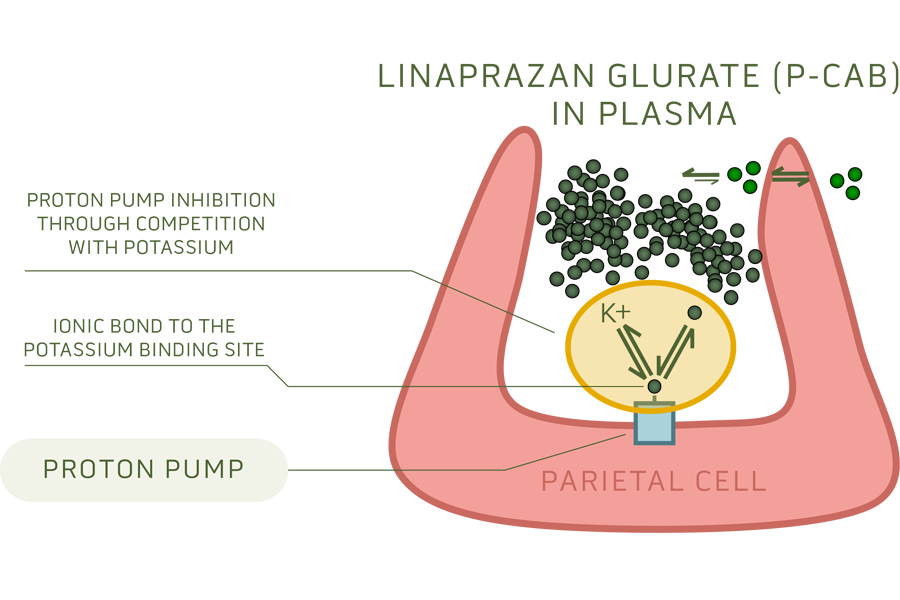 cinclus linaprazan P-CAB in plasma